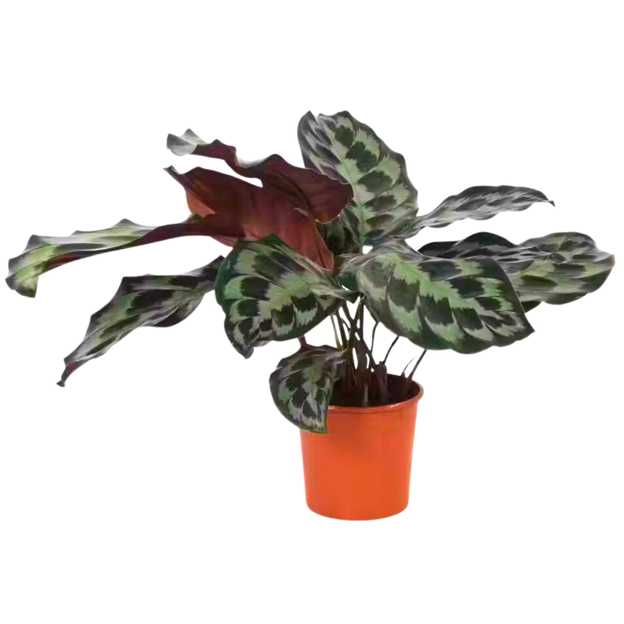 Calathea Kennedy 